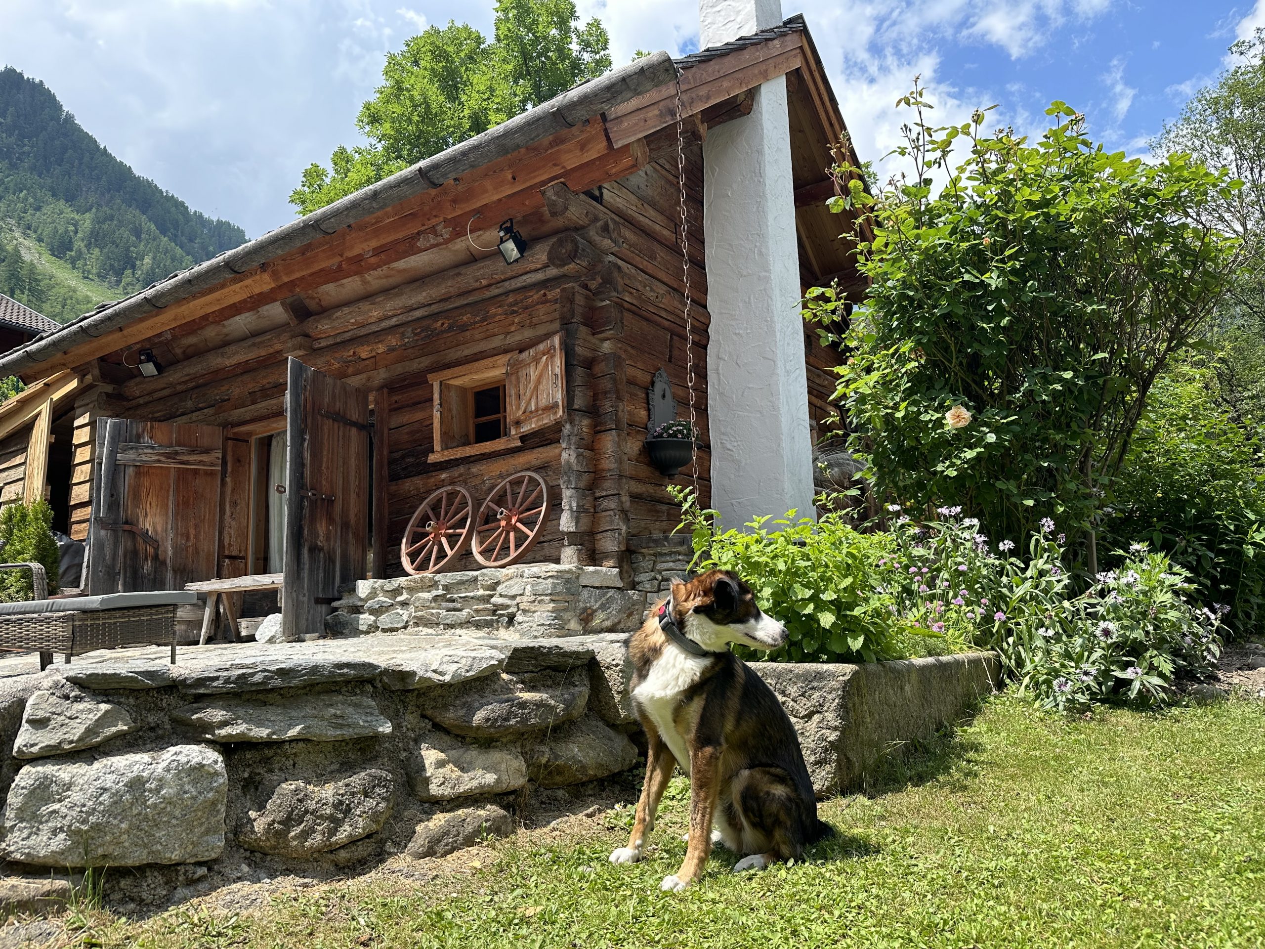 Urlaub mit Hund in Kärnten ⋆ Chalets Eggerfeld beim Mölltaler Gletscher